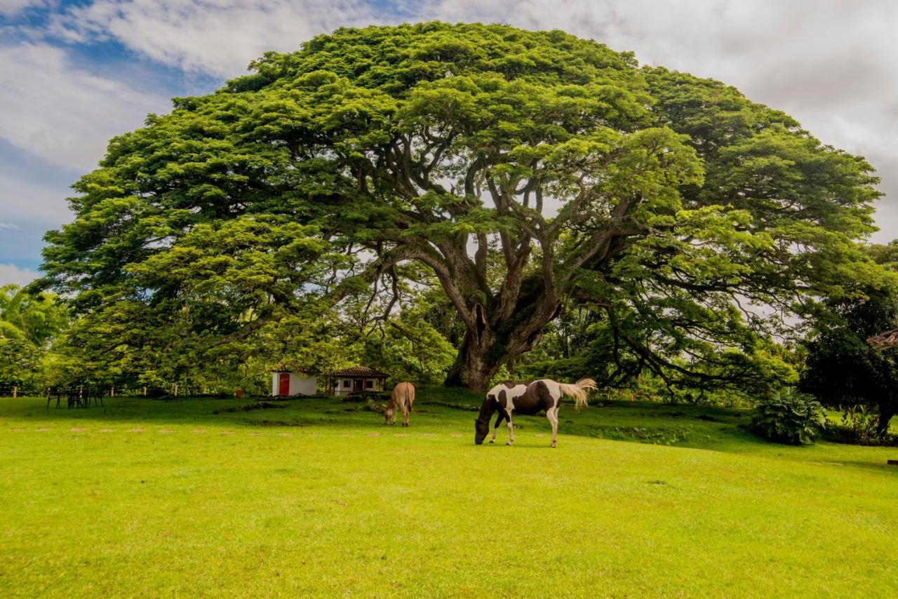 Hacienda El Saman Villa Quimbaya Exterior photo